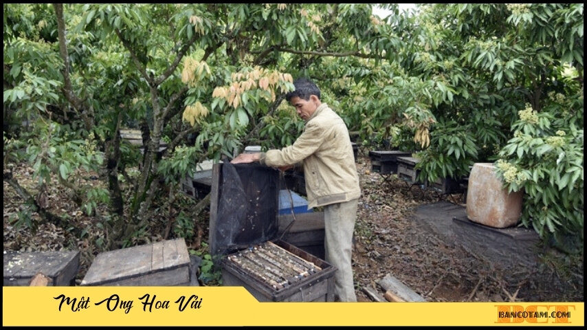 mat ong hoa vai luc ngan